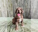 Puppy Twix Labradoodle