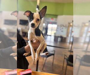 Chihuahua Dogs for adoption in Louisville, KY, USA