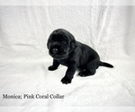Small Photo #3 Labrador Retriever Puppy For Sale in ACWORTH, GA, USA