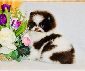 Pomeranian Puppy for sale in SUNNY ISL BCH, FL, USA