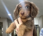 Image preview for Ad Listing. Nickname: Osito
