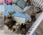 Small #7 Pomeranian