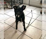 Small #14 Black Mouth Cur Mix