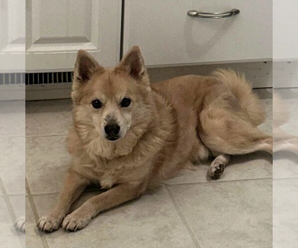 Medium Photo #4 Labrador Retriever-Pomeranian Mix Puppy For Sale in Lebanon, PA, USA