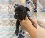 Small Photo #12 Cane Corso Puppy For Sale in LAVEEN, AZ, USA