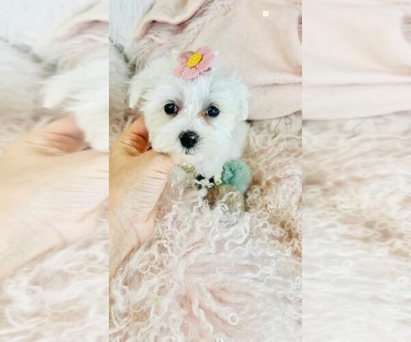 Medium Photo #9 Maltese Puppy For Sale in FERNANDINA BEACH, FL, USA