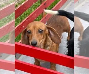Mother of the Dachshund puppies born on 07/22/2025