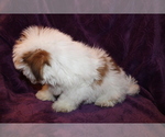 Small Photo #4 Shih Tzu Puppy For Sale in BLOOMINGTON, IN, USA