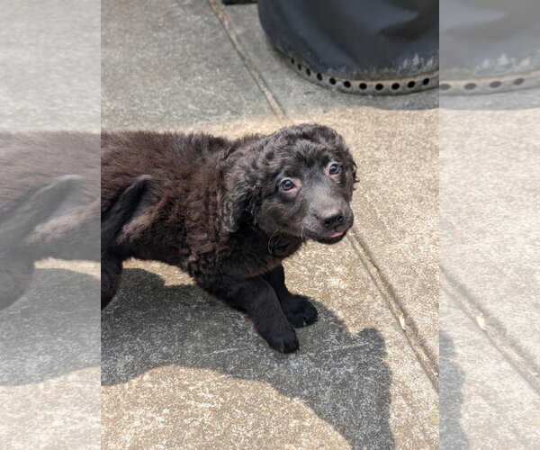 Medium Photo #3 Labrador Retriever-Unknown Mix Puppy For Sale in Holly Springs, NC, USA