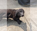 Small #2 Labrador Retriever Mix