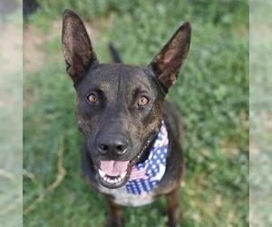 American Staffordshire Terrier-Unknown Mix Dogs for adoption in San Antonio, TX, USA