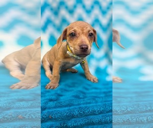 pinky- Pac Man litter - Female Chihuahua-Unknown Mix Dog for Adoption - Photo #2