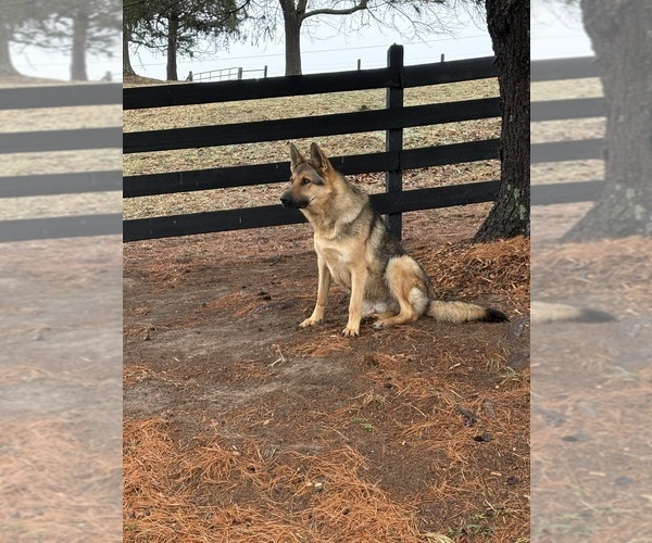 Medium Photo #3 German Shepherd Dog Puppy For Sale in MOUNT SOLON, VA, USA