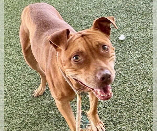 Medium Photo #1 American Pit Bull Terrier-Unknown Mix Puppy For Sale in Tavares, FL, USA