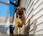 Puppy 3 Boerboel-Boxer Mix