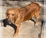 Small Photo #1 Golden Retriever Puppy For Sale in CASEVILLE, MI, USA