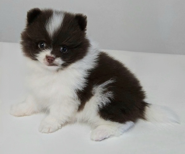 Medium Photo #2 Pomeranian Puppy For Sale in ORRVILLE, OH, USA
