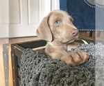 Small Photo #21 Weimaraner Puppy For Sale in FITZGERALD, GA, USA