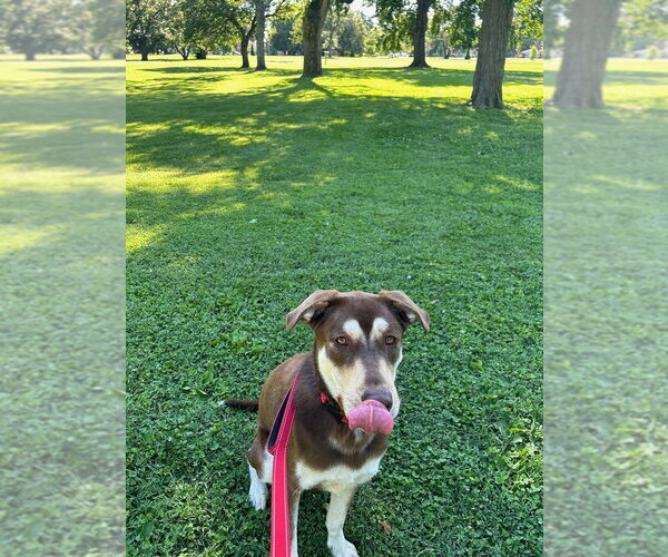 Medium Photo #4 Shepradors Puppy For Sale in Evansville, IN, USA