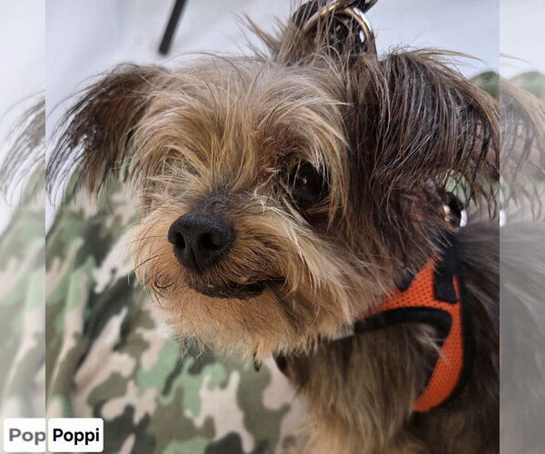 Medium Photo #2 Chihuahua-Unknown Mix Puppy For Sale in Princeton, MN, USA