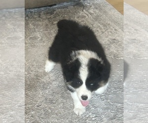 Australian Shepherd Puppy for sale in SPRING HILL, TN, USA