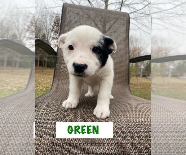 Medium Photo #7 Australian Cattle Dog Puppy For Sale in RICHMOND, MI, USA