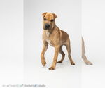 Small #2 Chinese Shar-Pei Mix