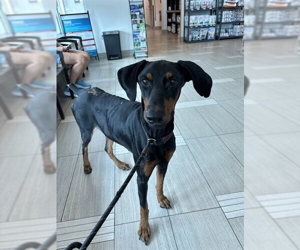 Medium Photo #1 Doberman Pinscher Puppy For Sale in Corpus Christi, TX, USA