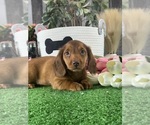 Small #1 Dachshund