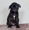 Small Photo #1 Buggs Puppy For Sale in WARSAW, IN, USA