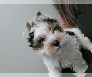 Biewer Terrier Puppy for sale in JOPLIN, MO, USA