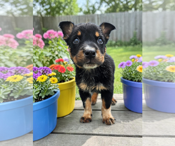 Medium Photo #2 Mutt Puppy For Sale in McKinney, TX, USA