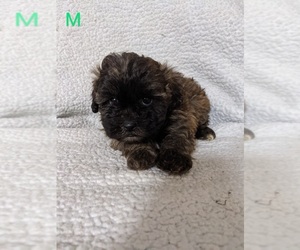 ShihPoo Puppy for sale in SPARTA, TN, USA