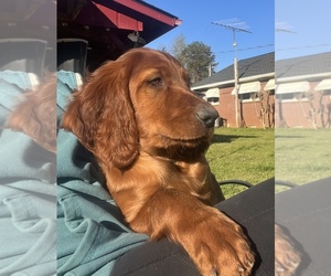Irish Setter Puppy for Sale in TOCCOA, Georgia USA