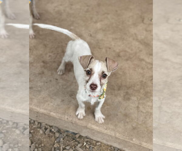 Medium Photo #1 Dachshund-Unknown Mix Puppy For Sale in Phoenix, AZ, USA