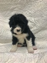 Small Photo #11 Bordoodle Puppy For Sale in CRESTON, OH, USA