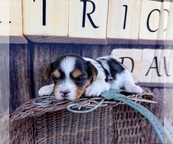 Medium Photo #10 Morkie Puppy For Sale in CASSVILLE, MO, USA