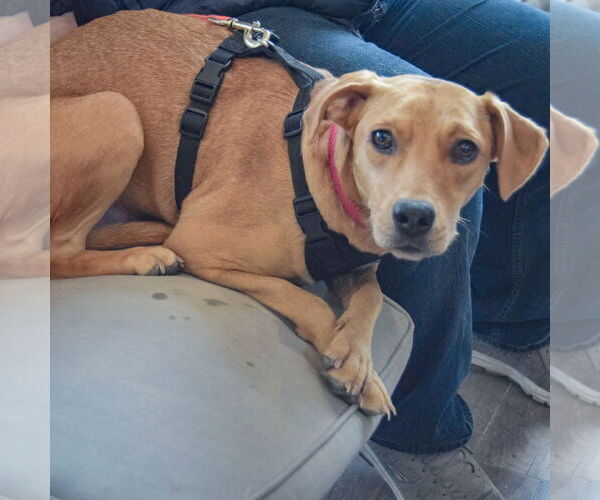 Medium Photo #4 Boxador Puppy For Sale in Huntley, IL, USA