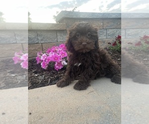 Lhasa Apso-Poodle (Toy) Mix Puppy for sale in CANOGA, NY, USA