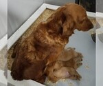 Small Photo #3 Golden Retriever Puppy For Sale in VERMONTVILLE, MI, USA
