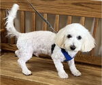 Small #1 Maltipoo