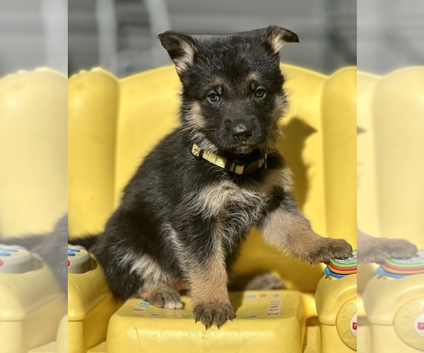 Medium Photo #7 German Shepherd Dog Puppy For Sale in FORT WHITE, FL, USA