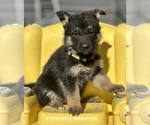 Small #6 German Shepherd Dog