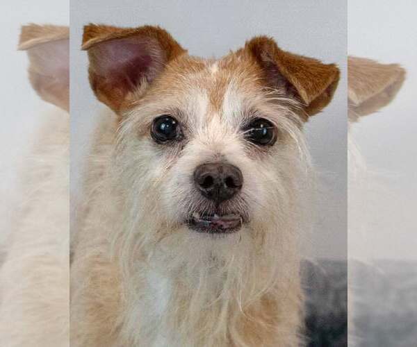 Medium Photo #2 Mutt Puppy For Sale in Kennesaw, GA, USA