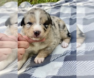 Miniature Australian Shepherd Puppy for sale in BACKUS, MN, USA