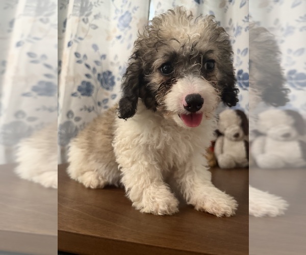 Medium Photo #14 Cockapoo (Miniature) Puppy For Sale in DURHAM, CT, USA