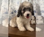 Litter of 4 - Male(s) and Female(s) Cockapoo (Miniature)Litter of Puppies for Sale - Photo #14