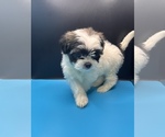 Small Photo #6 Maltipoo-Shih Tzu Mix Puppy For Sale in SAINT AUGUSTINE, FL, USA