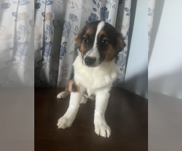 Medium Photo #40 Aussie-Corgi Puppy For Sale in DURHAM, CT, USA