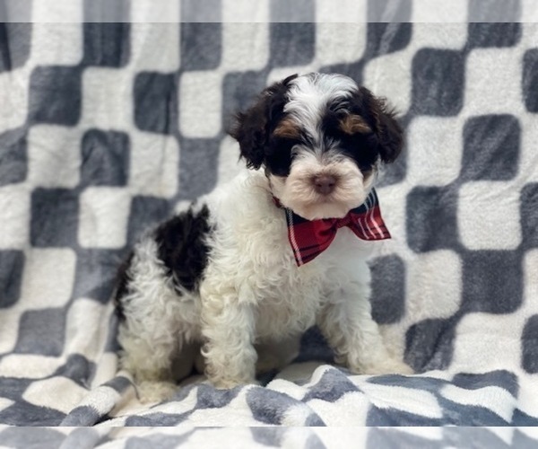 Medium Photo #3 YorkiePoo Puppy For Sale in LAKELAND, FL, USA